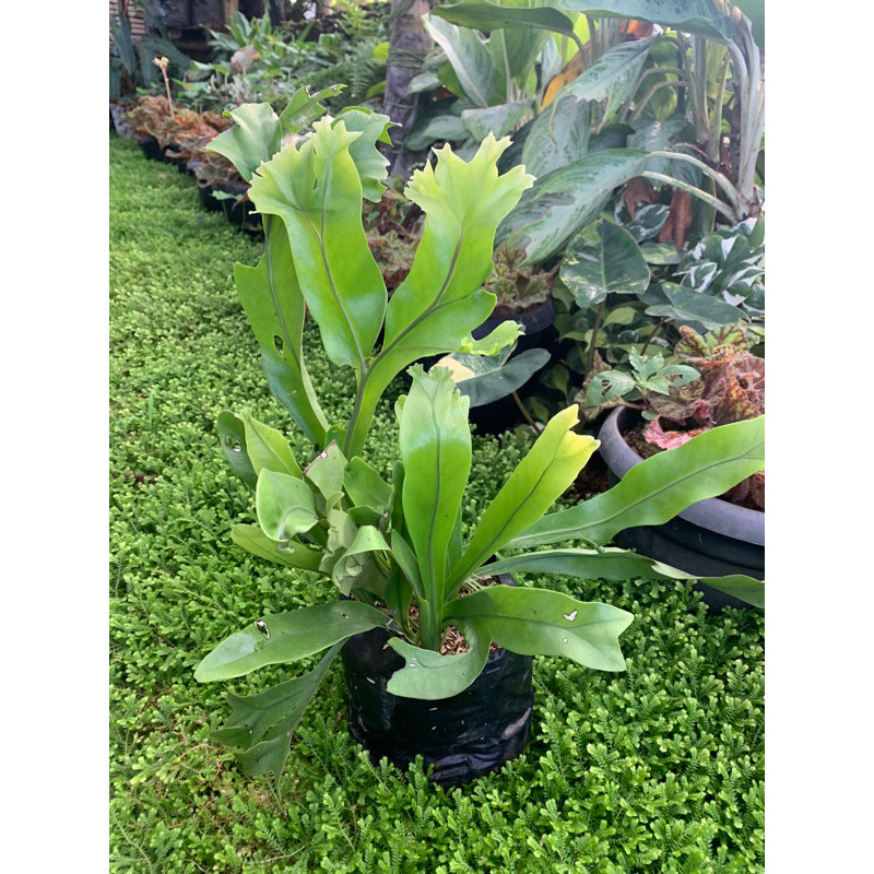 Kadaka Tanduk Rusa Tanah