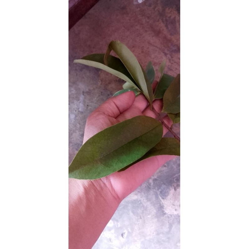 

Daun sirsak