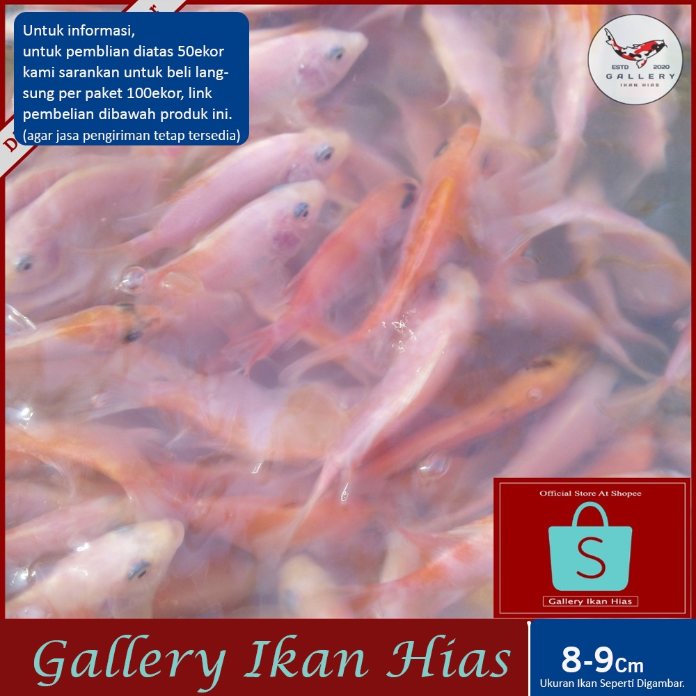 GIH - Paket 50ekor Bibit Benih Nila Merah Bangkok Ukuran 8-9Cm 2Jari Terdekat Bogor