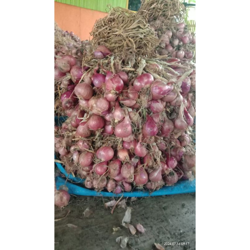 

BAWANG MERAH TERMURAH HASIL PANEN SENDIRI