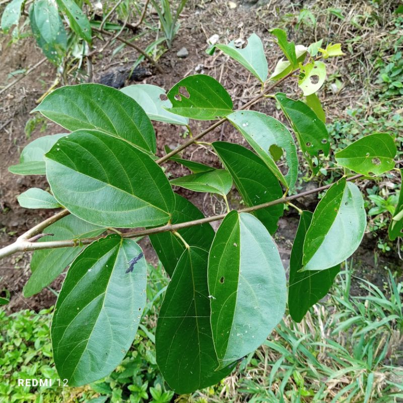 

Daun cincau segar cincau perdu 500 gram