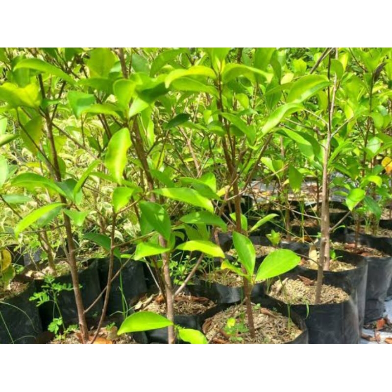 Beringin Iprik - Bahan Bonsai - Beringin Preh - bonsai ekonomis