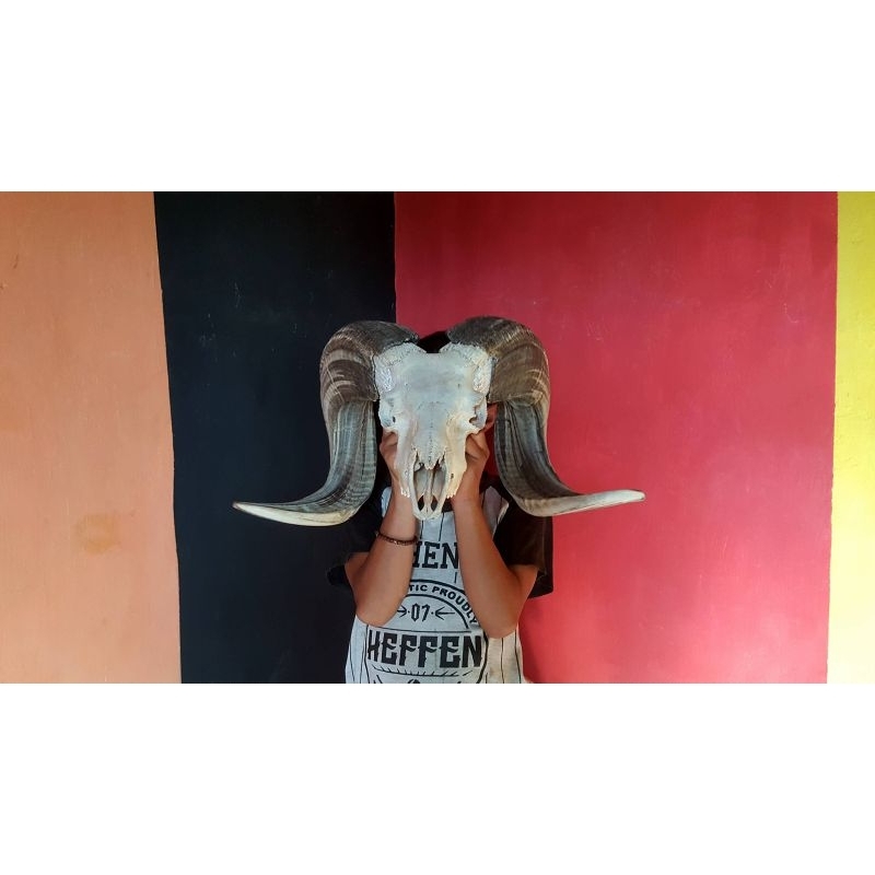 barang antik tanduk domba garut asli