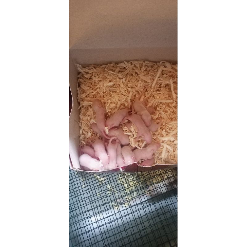 Tikus Pingkies Mencit