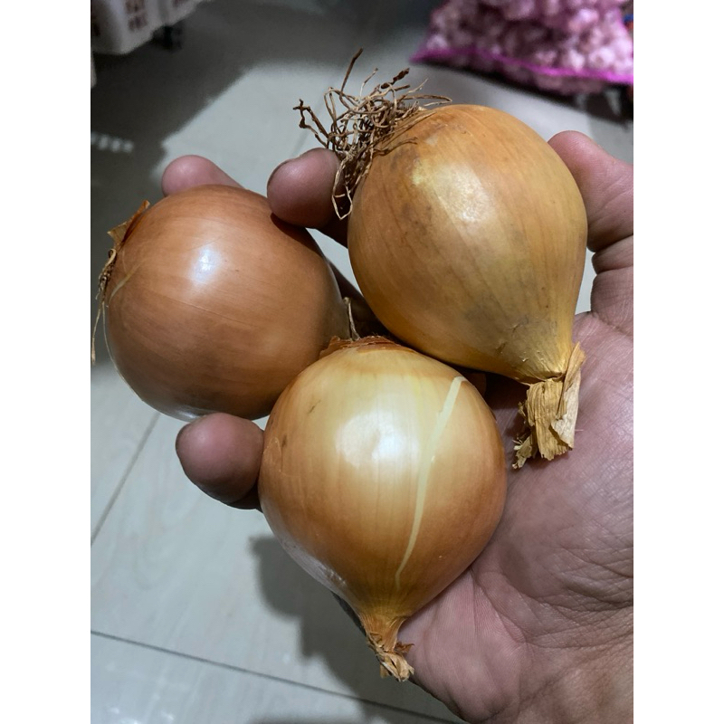 

bawang bombai new zeland