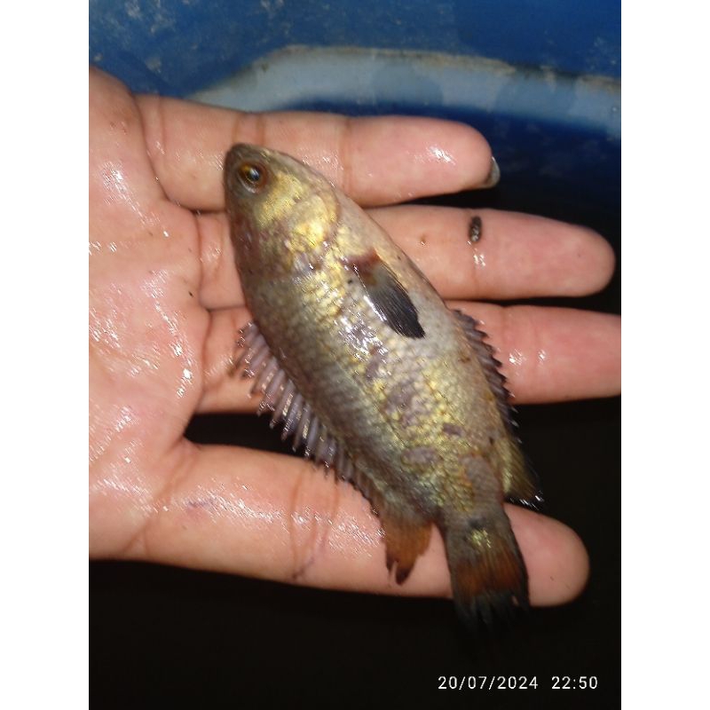 

ikan betok papuyu/betik