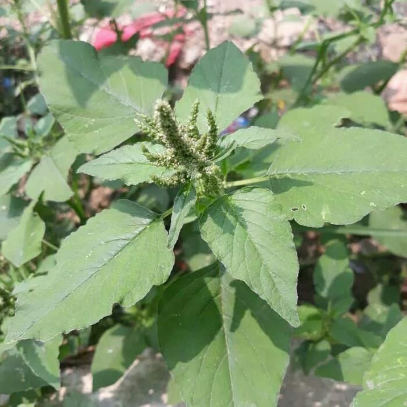 

Daun bayam liar/daun bayam hutan 500 gram segar petik langsung