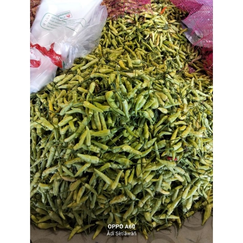 

Cabai Rawit Putih