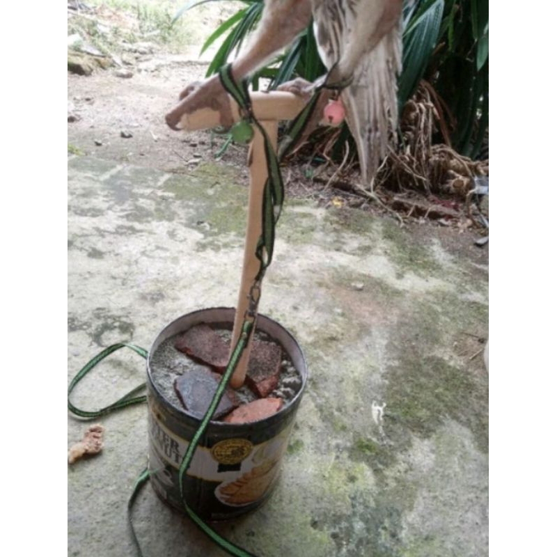 tali burung hantu bop paten