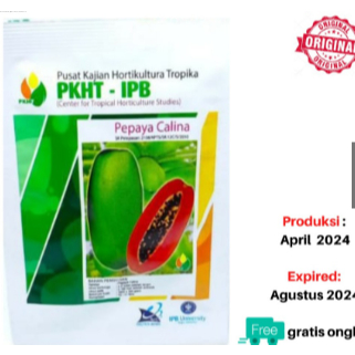 DC123 Benih Pepaya Calina/California isi 250 butir inovasi IPB 9 PKHT