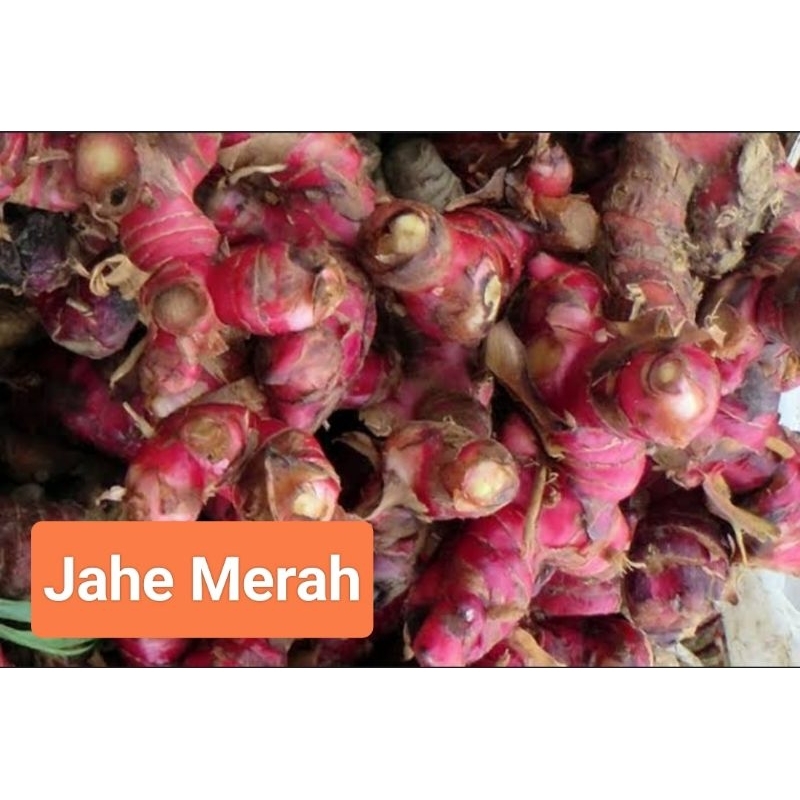 

Jahe MERAH per 250 Gram