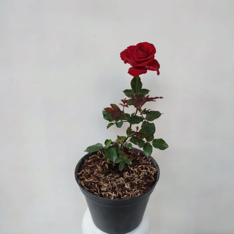 Bunga Mawar Merah | Rose Merah | Bibit Bunga Hidup