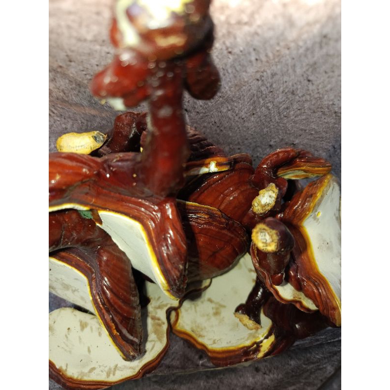 

Jamur Lingzhi Herbal