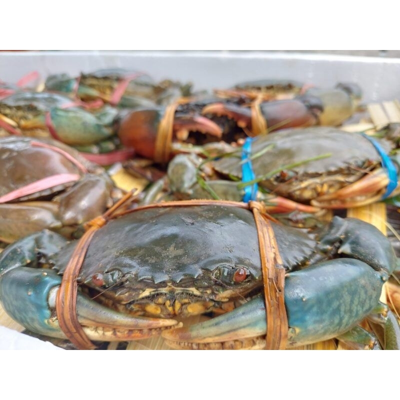 

Kepiting Bakau Hidup Fresh 1 Kg Betina dan Jantan (Isi 2-4)