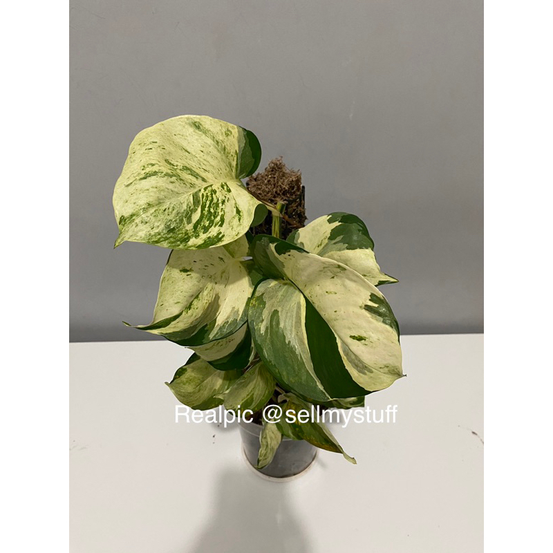Manjula Pothos dewasa size besar