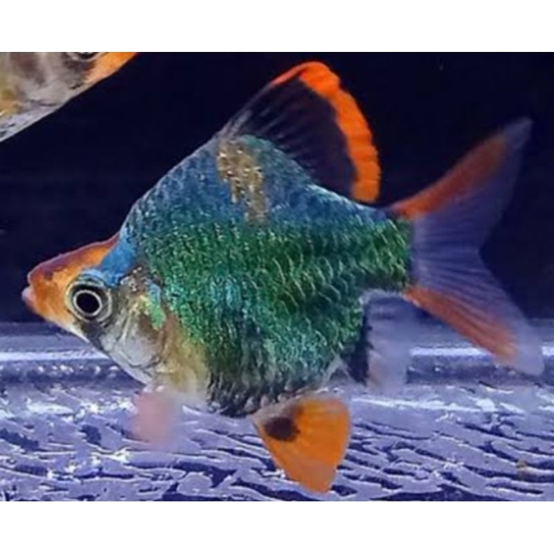 Green_Tiger_Balon_Sumatra_5_ekor