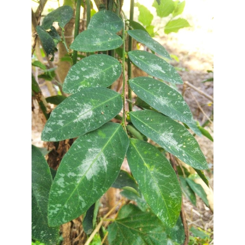 

Daun katuk segar berkualitas tinggi