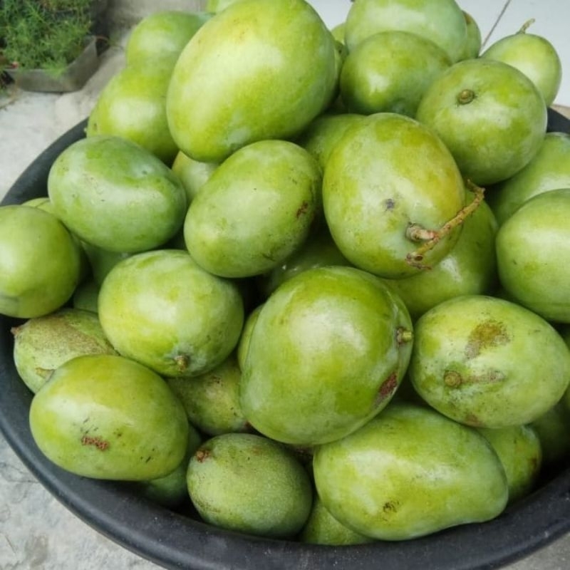 

ARFB Mangga Telor Muda Mentah Fresh 1Kg Mangga Asinan Rujak Segar