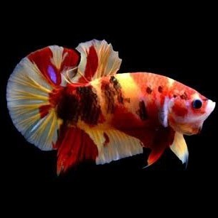 ikan cupang giant multicolor/ikan hias aquascape/ikan hias air tawar/multycolour/cupang giant