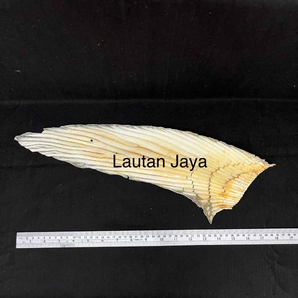 

Tulang Ikan Hiu / Hisit Besar 40-60cm untuk Kaldu