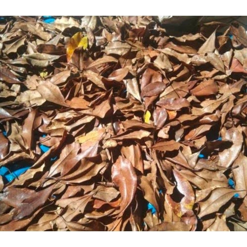 

Daun Cengkeh kering 200gram