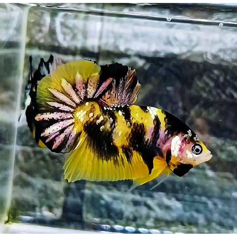 Cupang yellow Koi cooper VIV