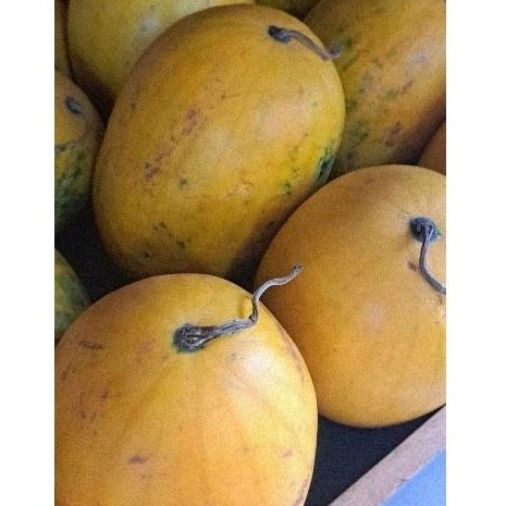 

Semangka Kuning / Semangka Golden Jepang 1 Pcs