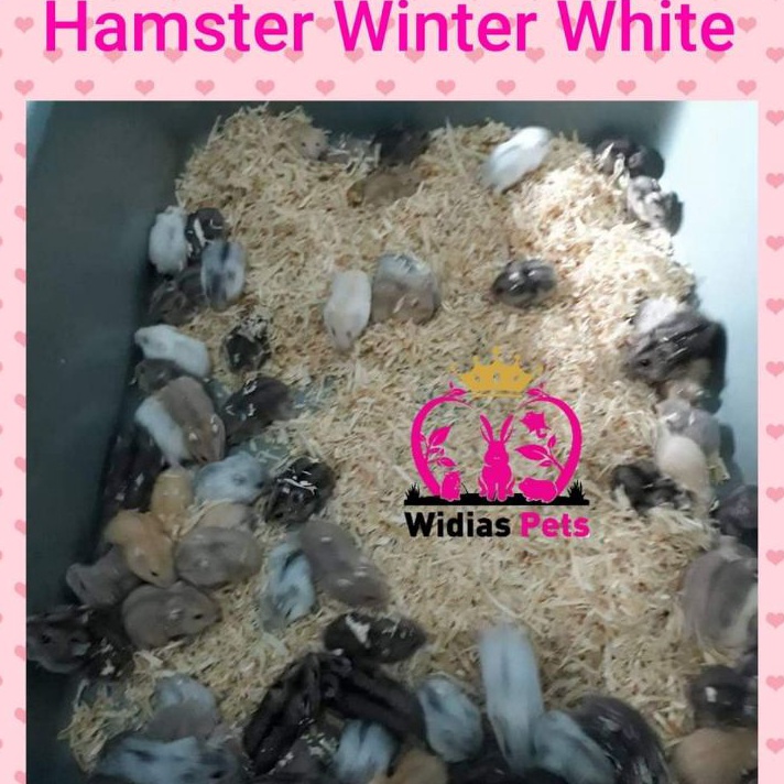 Terlaris hamster winter white ter shapir argente GRAB GOJEK