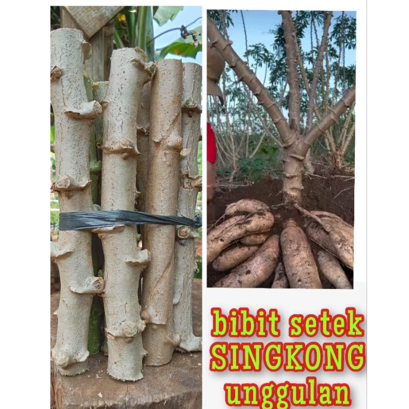 10.STEK BIBIT BATANG UMBI SINGKONG THAILAND KUALITAS SUPER PREMIUM.