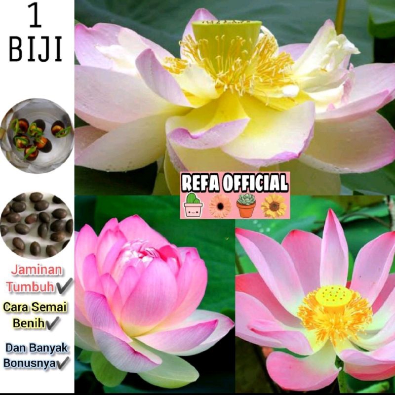 Lotus Pink Gold Flower