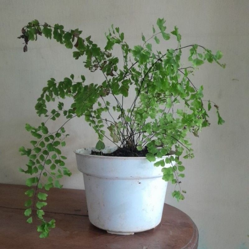 suplir cristata varigata