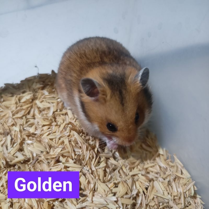 Hamster Syrian Anakan Warna Golden (Khusus Gojek / Grab Bandung)
