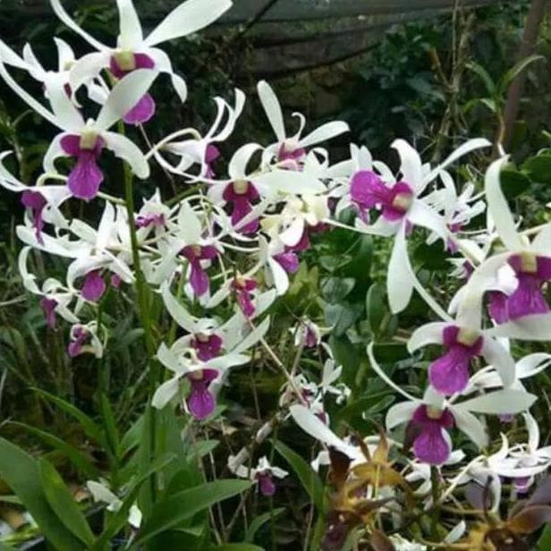 Anggrek Dendrobium Mesangnil Bunga Harum