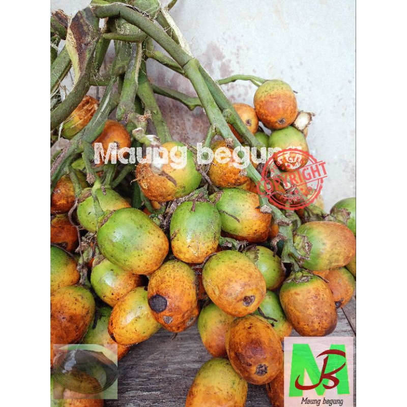

Buah Pinang tua matang dipohon 500 gram COD