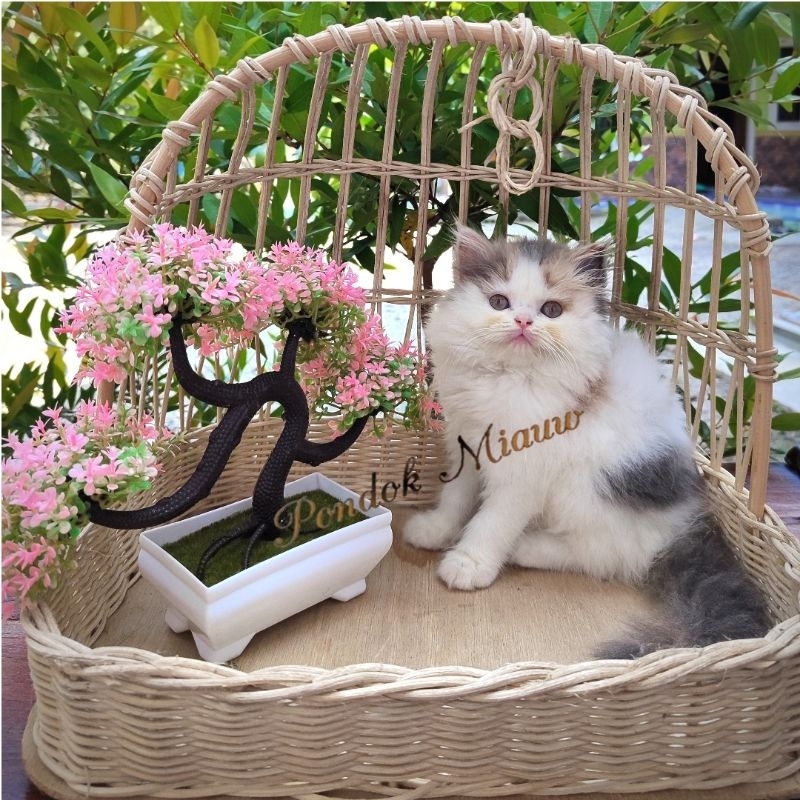 Kucing Persia Anak Kucing Flatnose Blue Silver Simetris Peaknose Kitten Himalaya Ragdoll Munchkin Lu