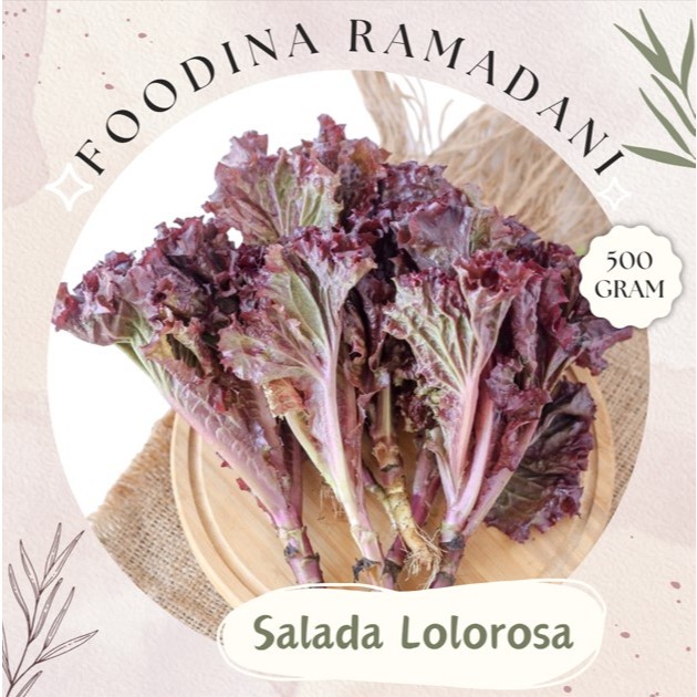 

SALADA Keriting Merah - Lolorosa Curly Lettuce Fresh [ Berat 500gr ] Harga Per 0,5 Kg