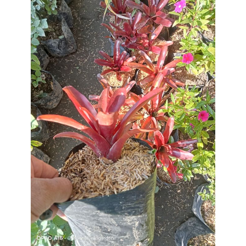 bromelia mini