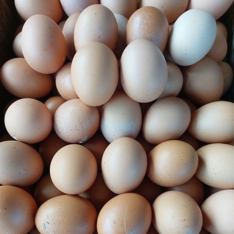 

telur ayam singkawang isi 10butir ....