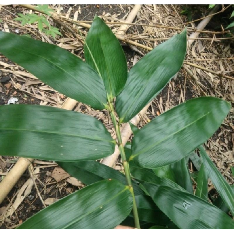 

Daun bambu perlembar
