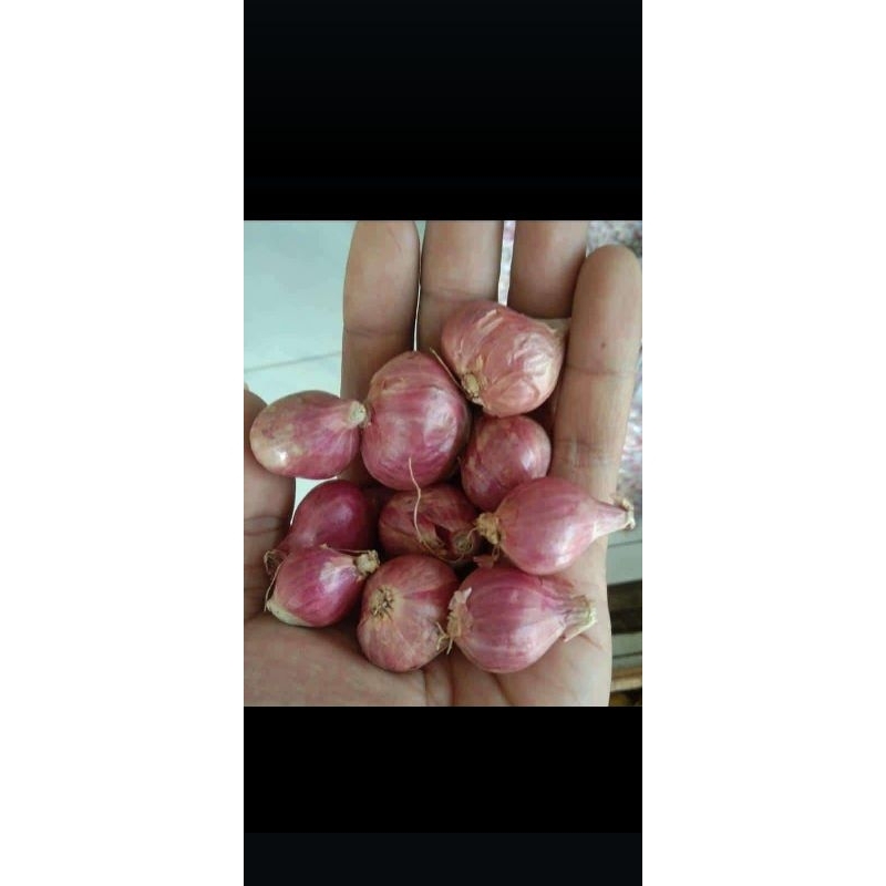 

Bawang merah