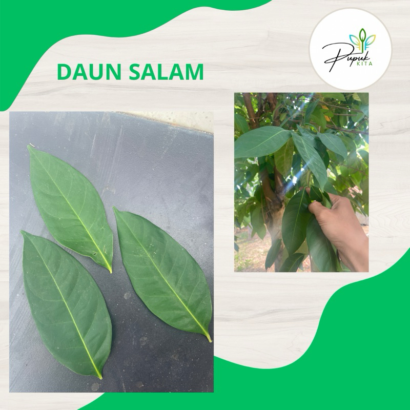 

DAUN SALAM | 250gram