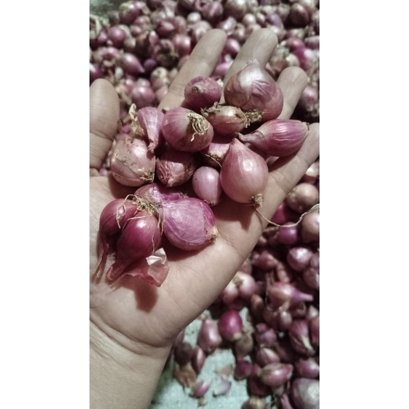 

Bawang merah