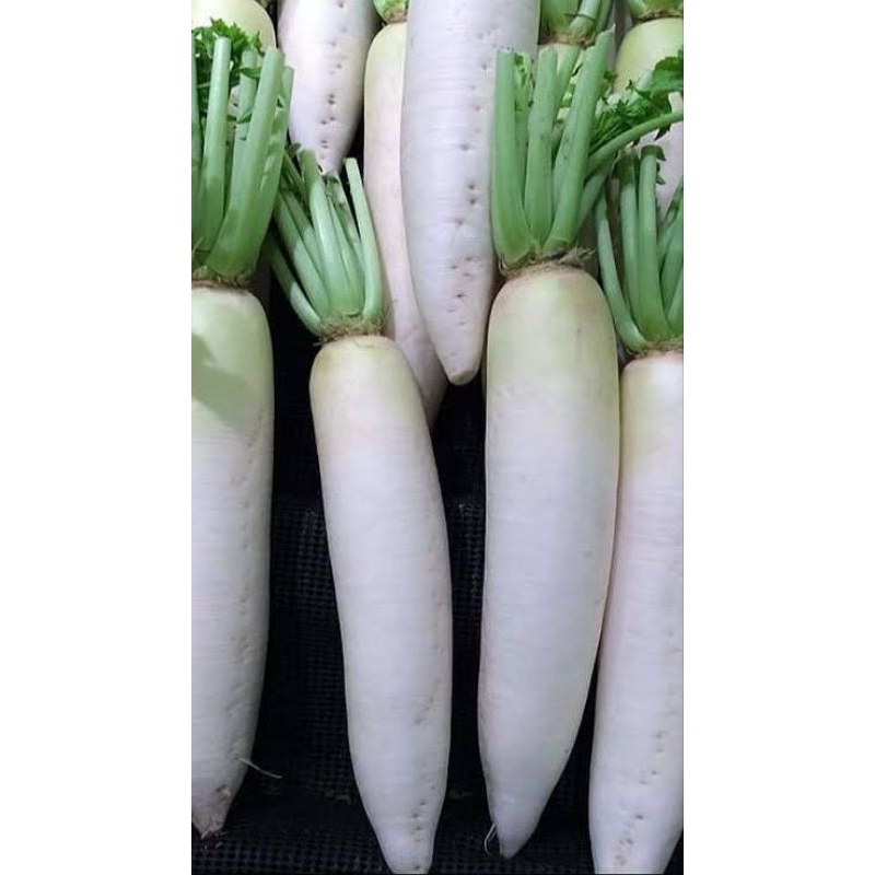 

lobak putih fresh 500 gr