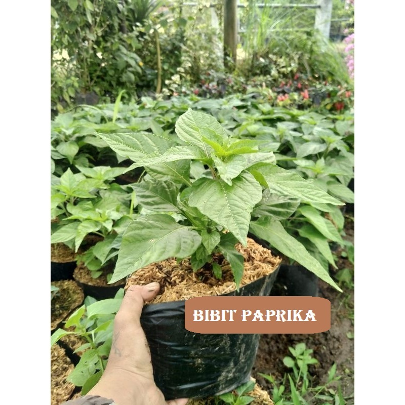 Bibit Tanaman Buah Paprika / Paprika - Bibit Sipa Tanam