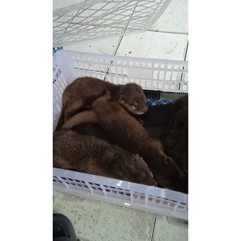 anakan otter usia 1,5 bulan sudah melek