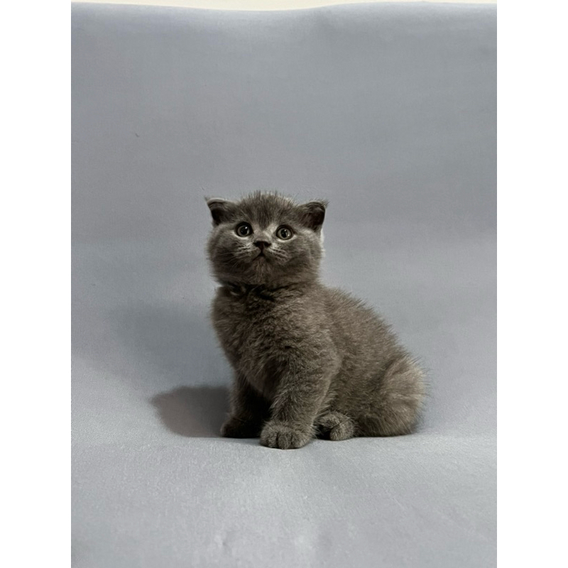 Scottish Fold Blue Solid