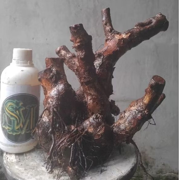 Bahan Bonsai Kibesi Koleksi Dongkelan Small Medium Mbogel Cabang kanan kiri Cakep & Berkarakter, Kon