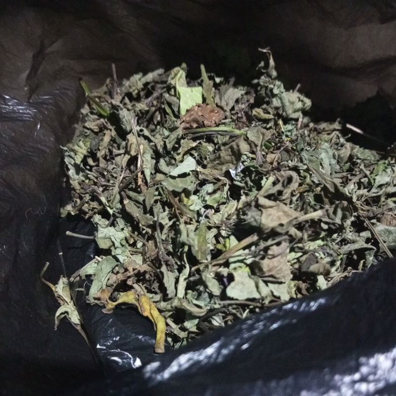 

Daun kumis kucing kering asli 0rginal