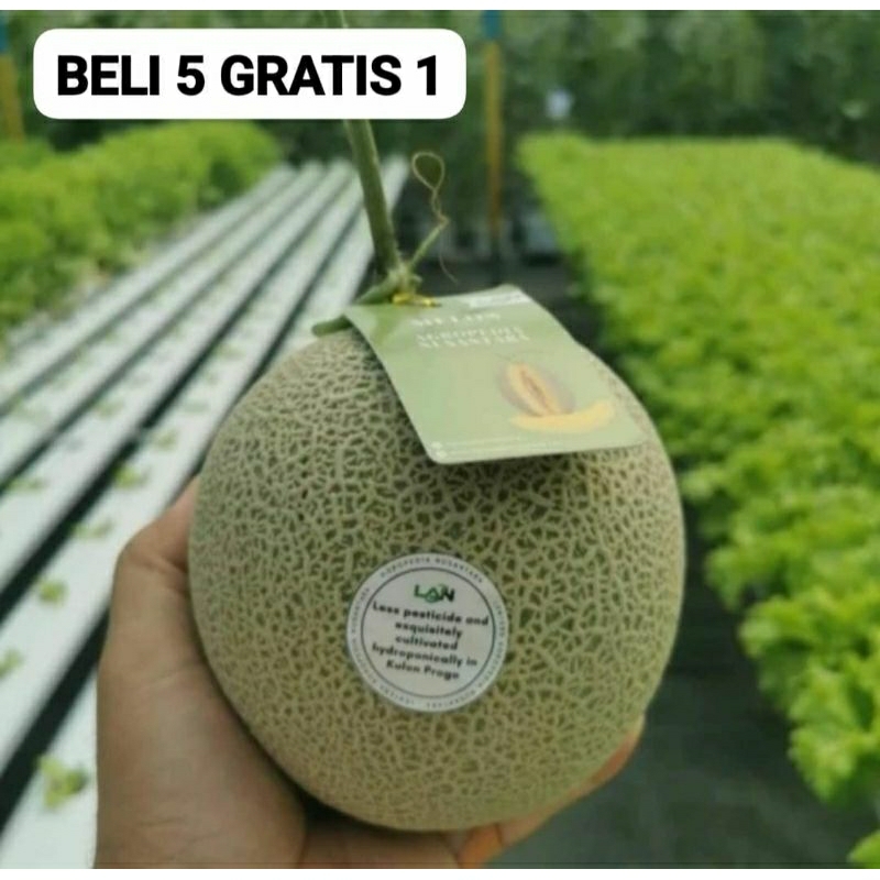 50 Benih Bibit Biji Melon MIDORI, Japan Honey dew, Premium import Hibrida Seeds, Super Manis