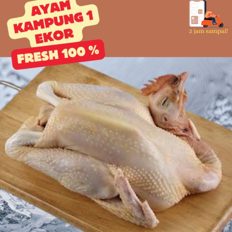 

Ayam Kampung 1 Ekor Utuh KIRIM INSTAN BANDUNG